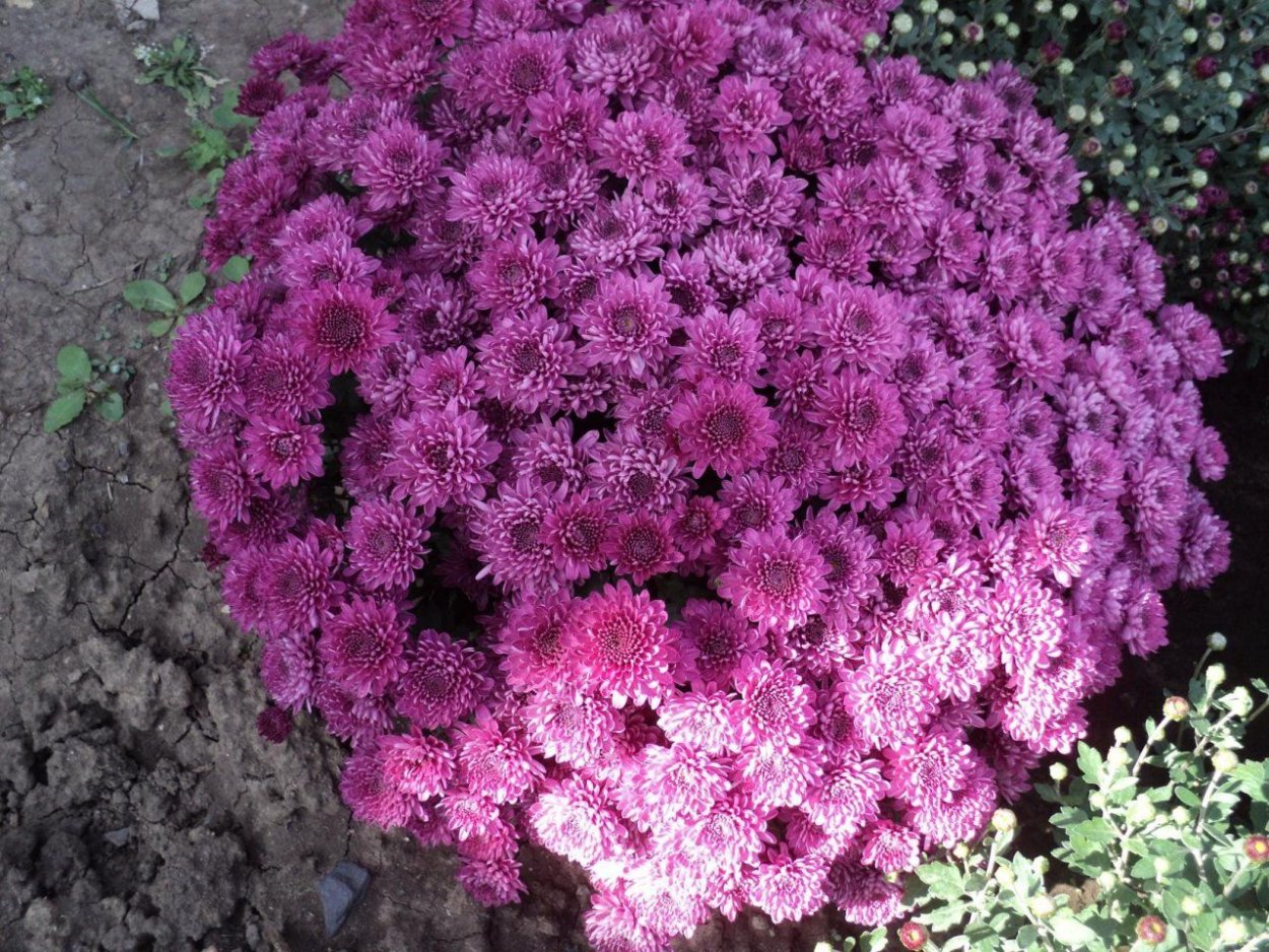 Хризантема мультифлора Лилак