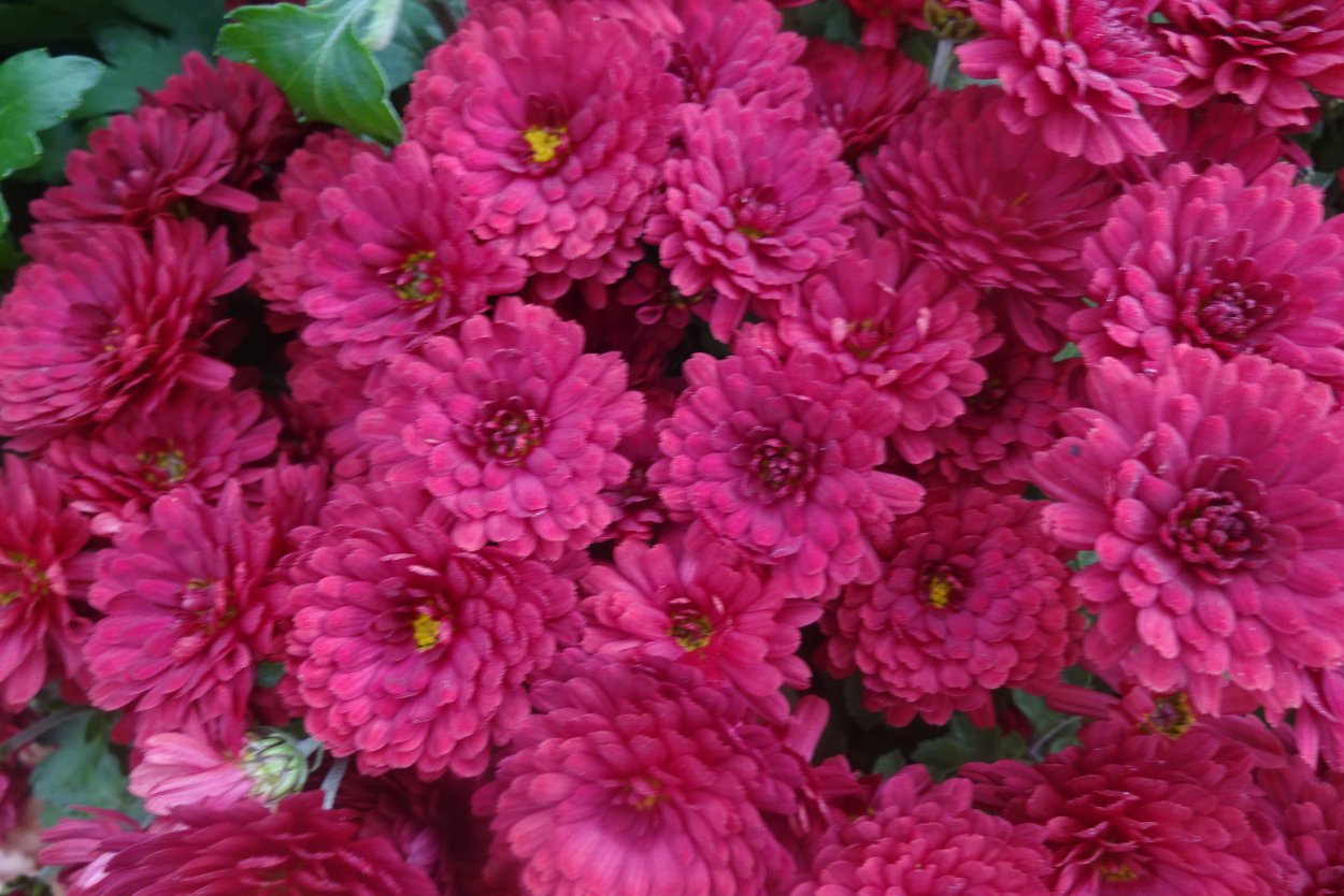 Хризантема мультифлора Даниелла ред