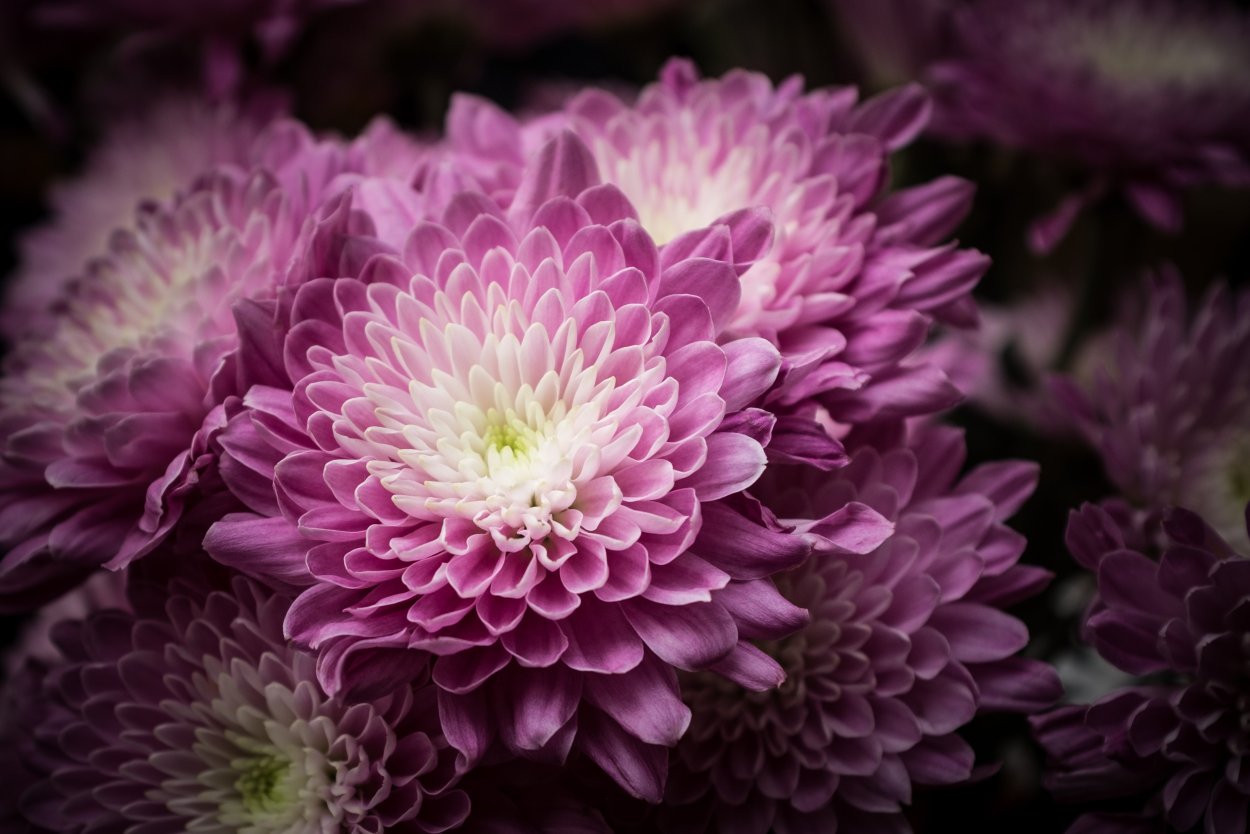 Хризантема Гилберт Пурпл