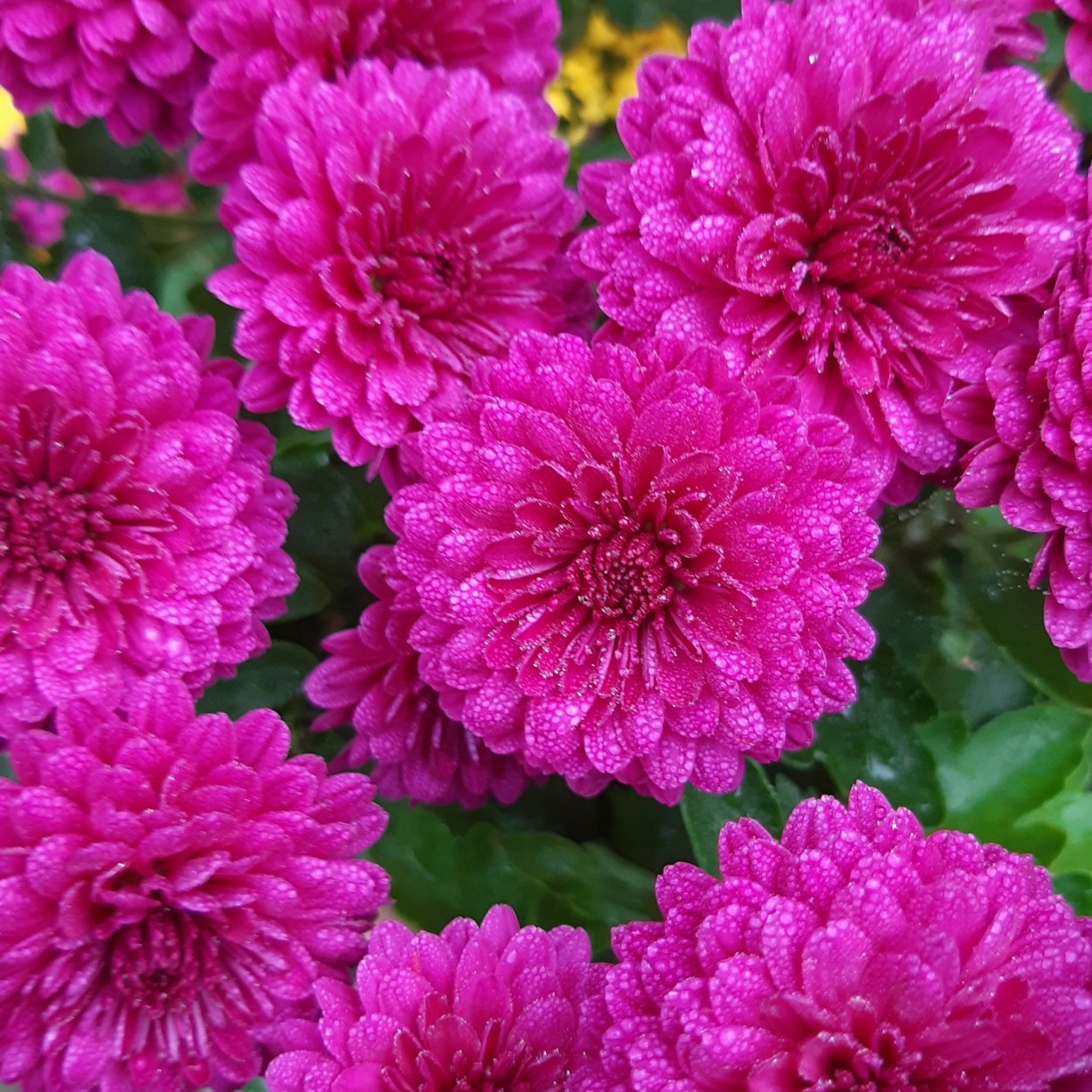 Хризантема мультифлора