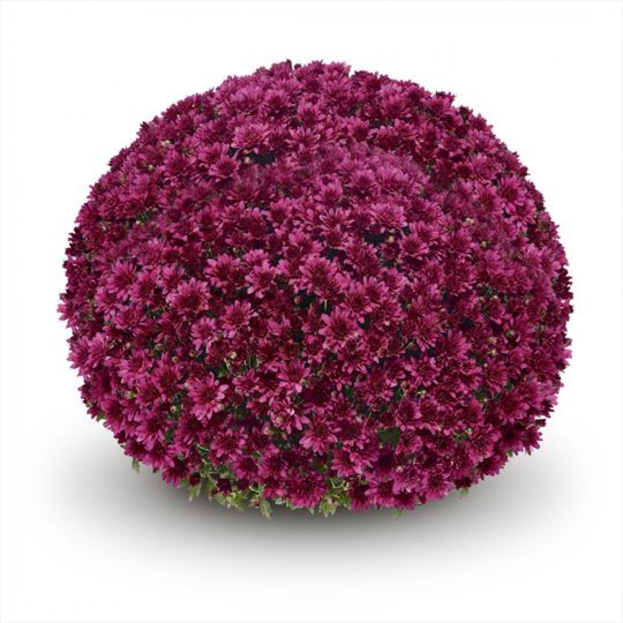 Шаровидная Хризантема мультифлора Рэд