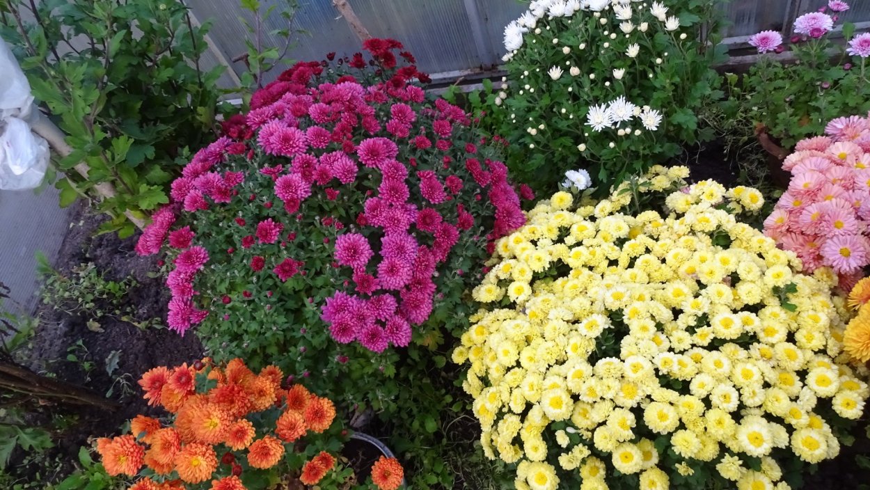 Хризантема мультифлора Римкобель