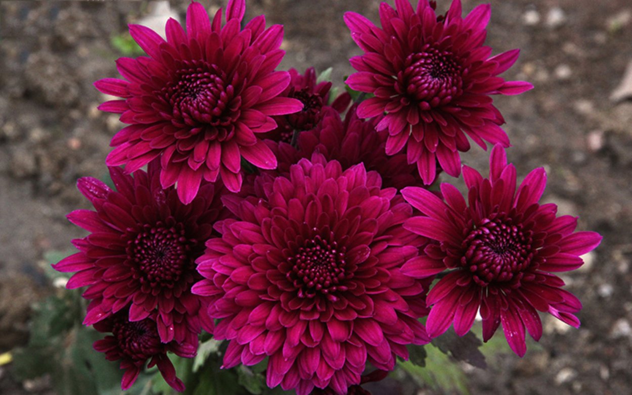 Хризантема Ягуар Пурпл