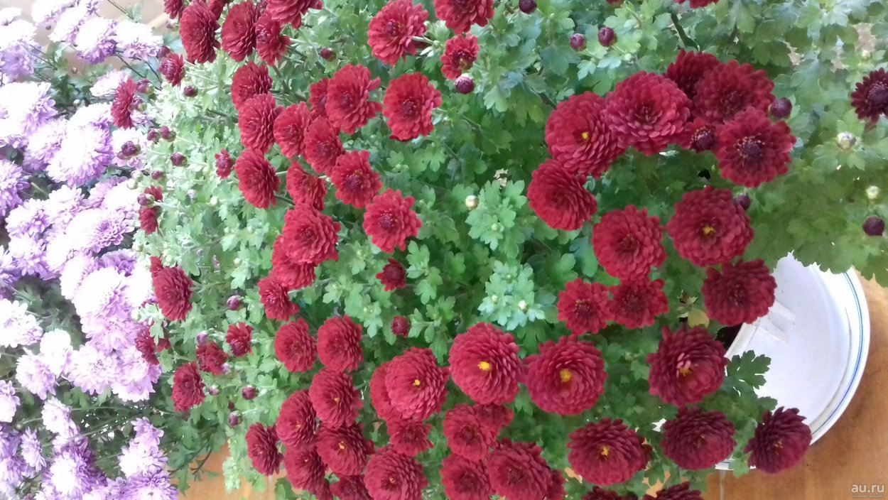 Хризантема мультифлора Даниелла ред