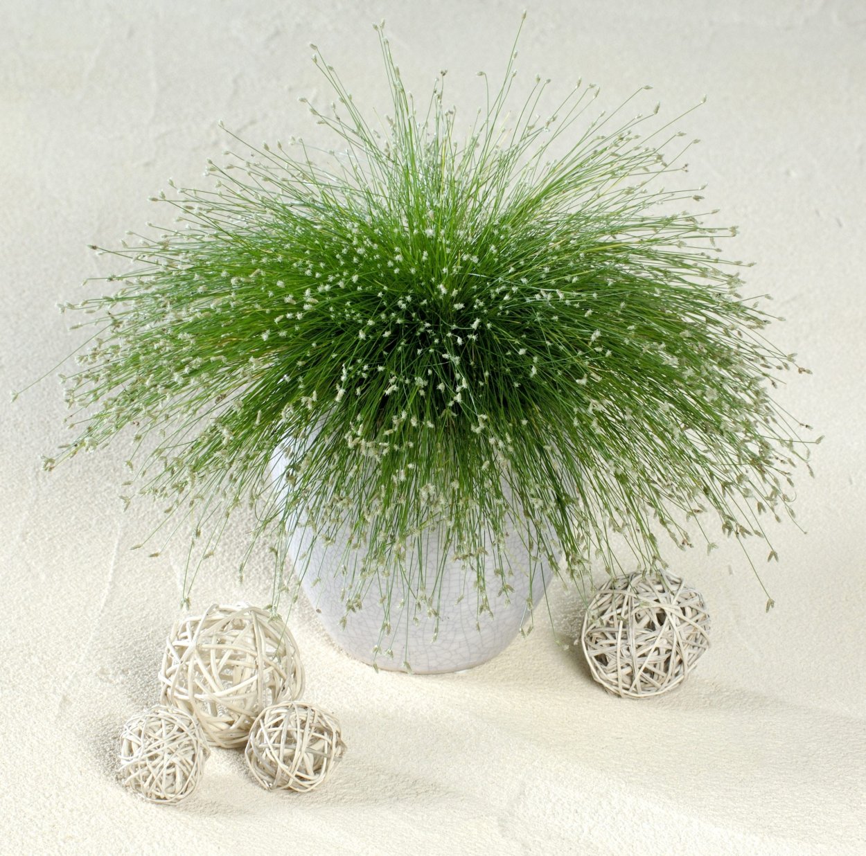 Сцирпус (Scirpus)(Изолепис.камыш)