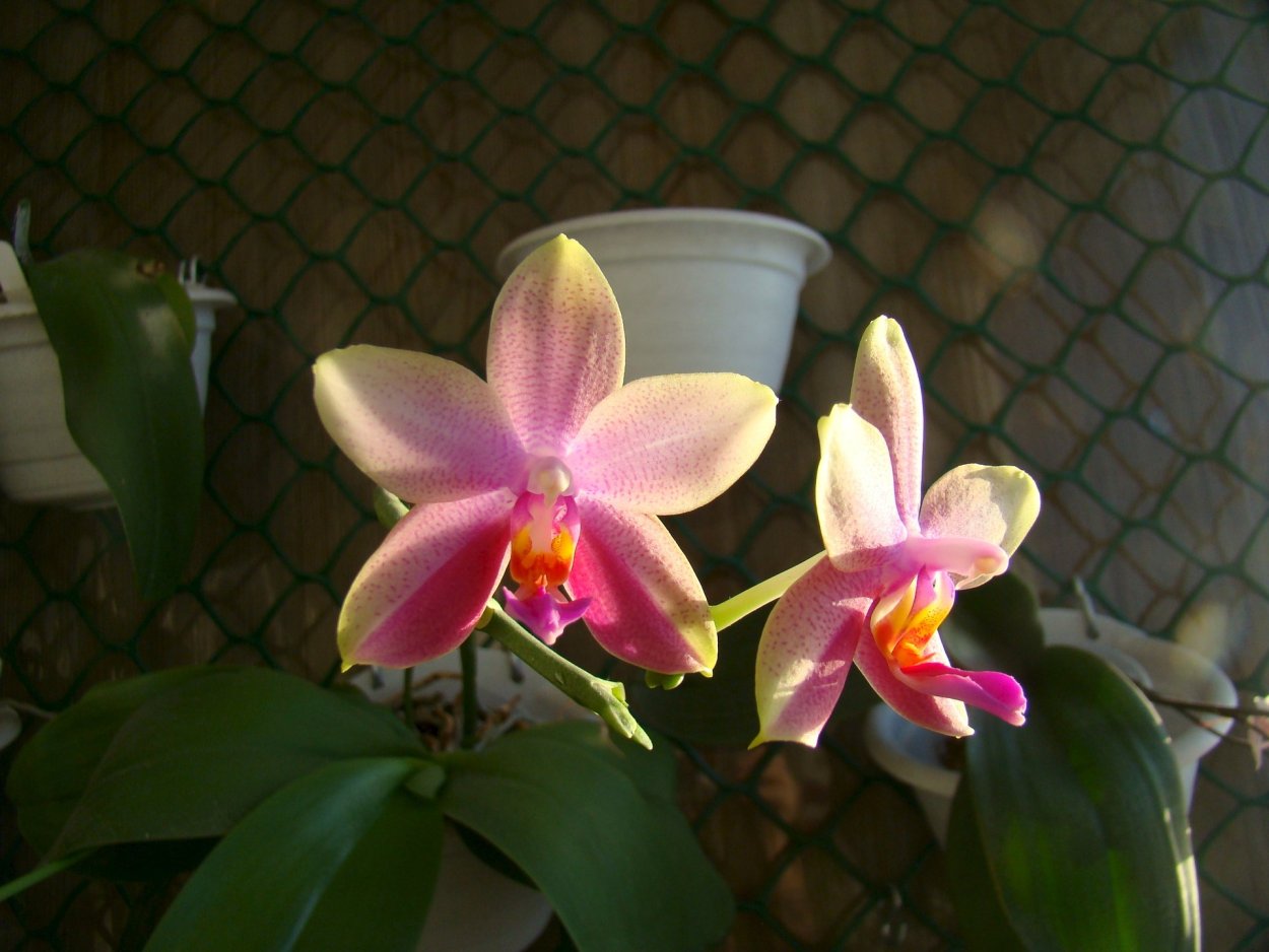 Орхидея Лиодоро бабочка