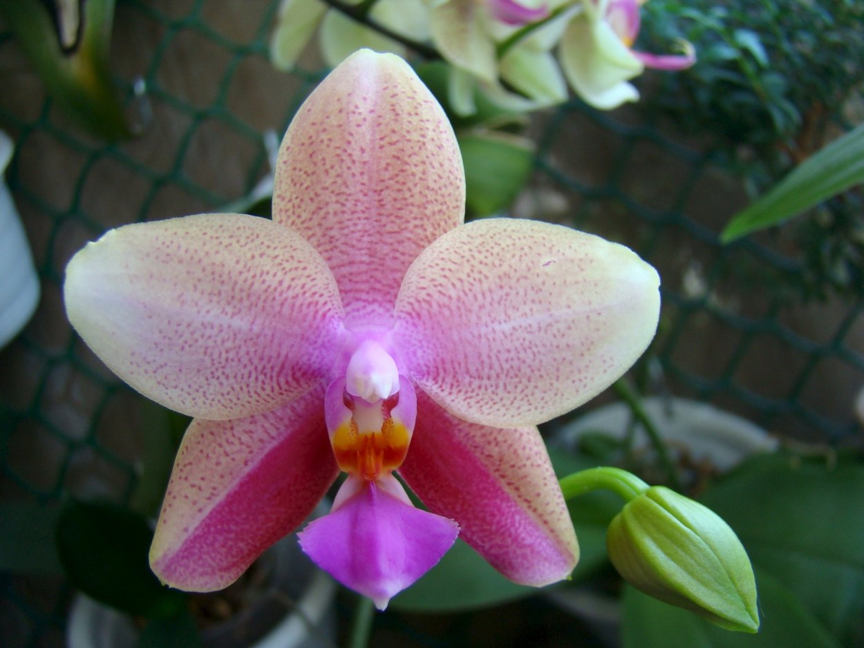 Лиодоро Орхидея