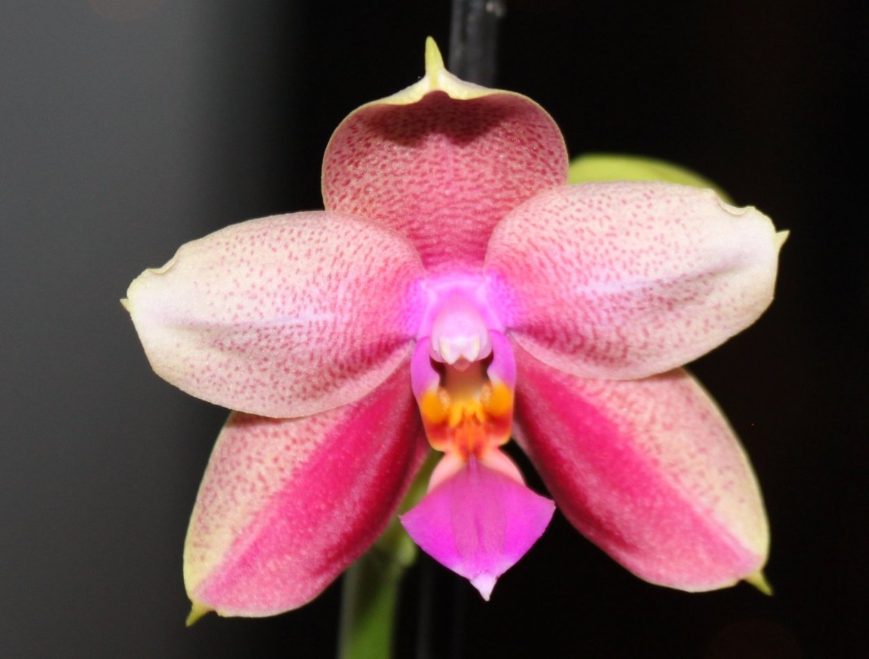 Фаленопсис Лиодоро