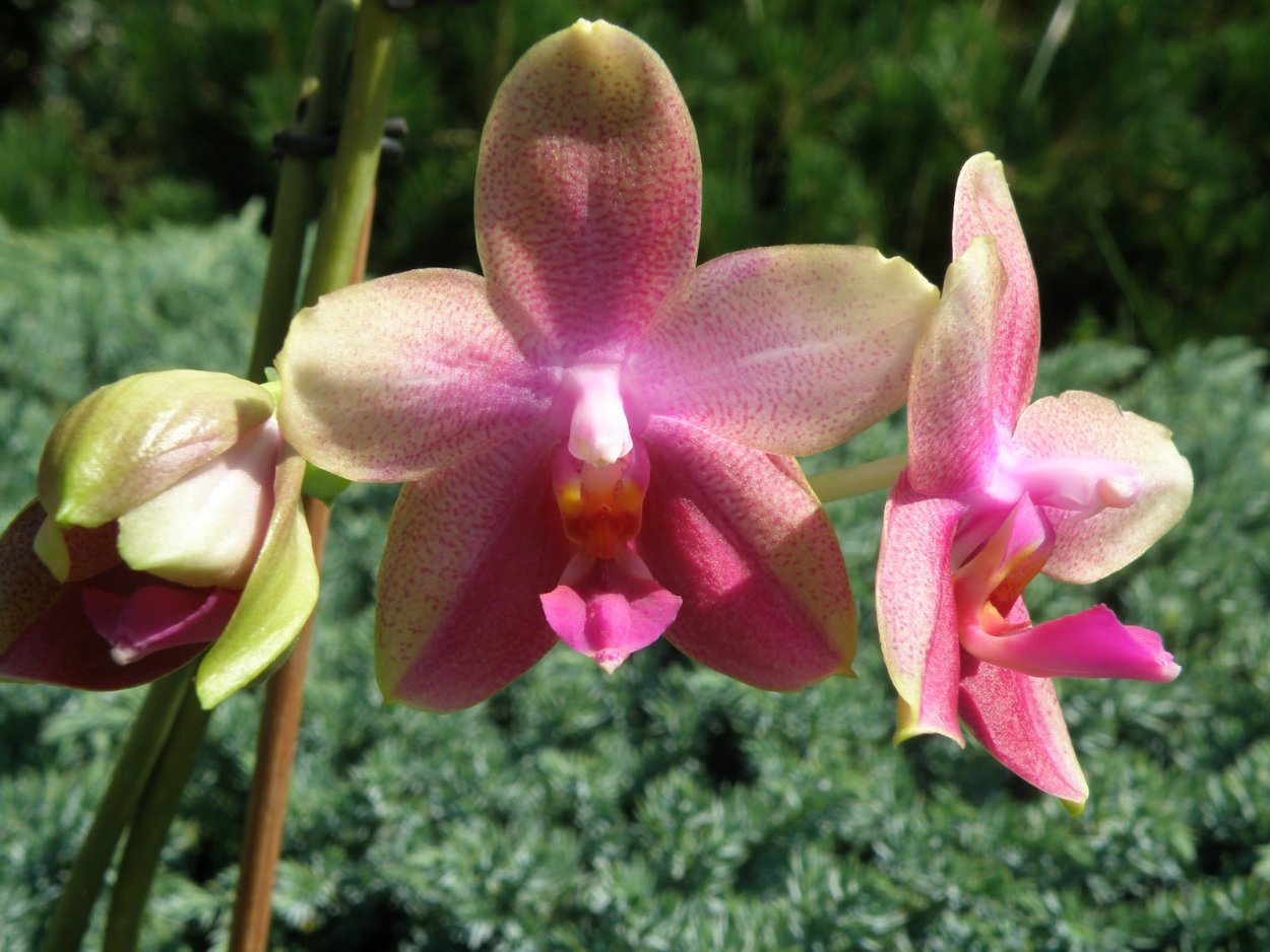 Фаленопсис Лиодоро