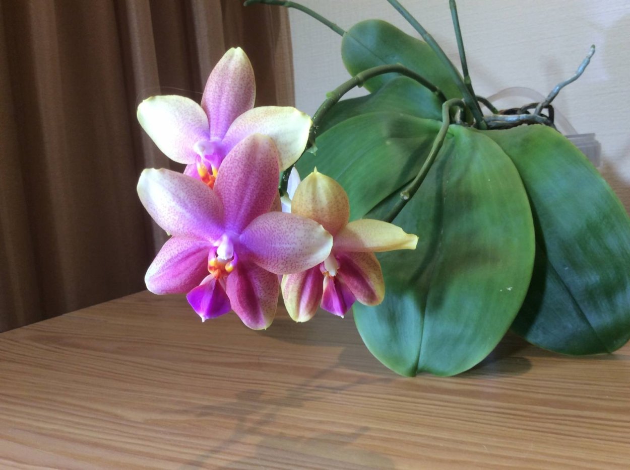 Лиодоро Орхидея