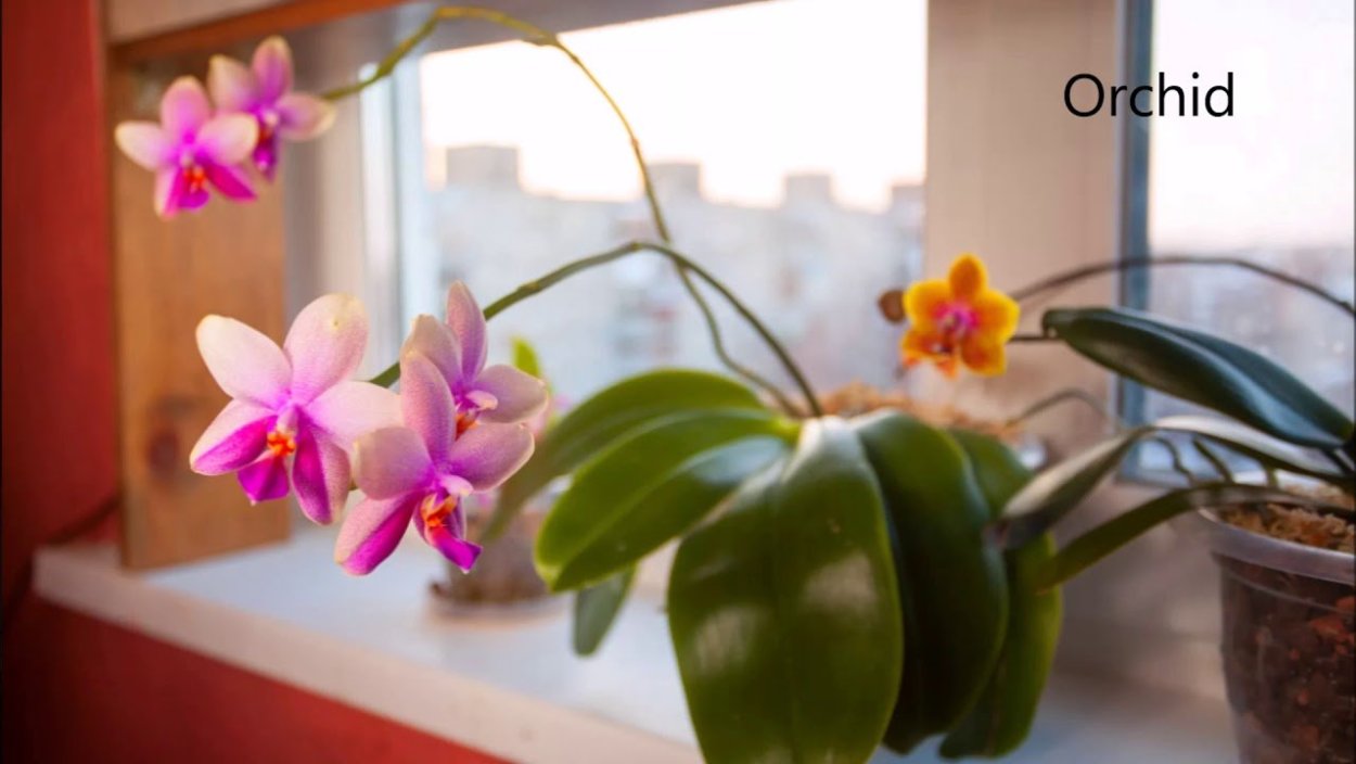 Фаленопсис мультифлора оранжевая