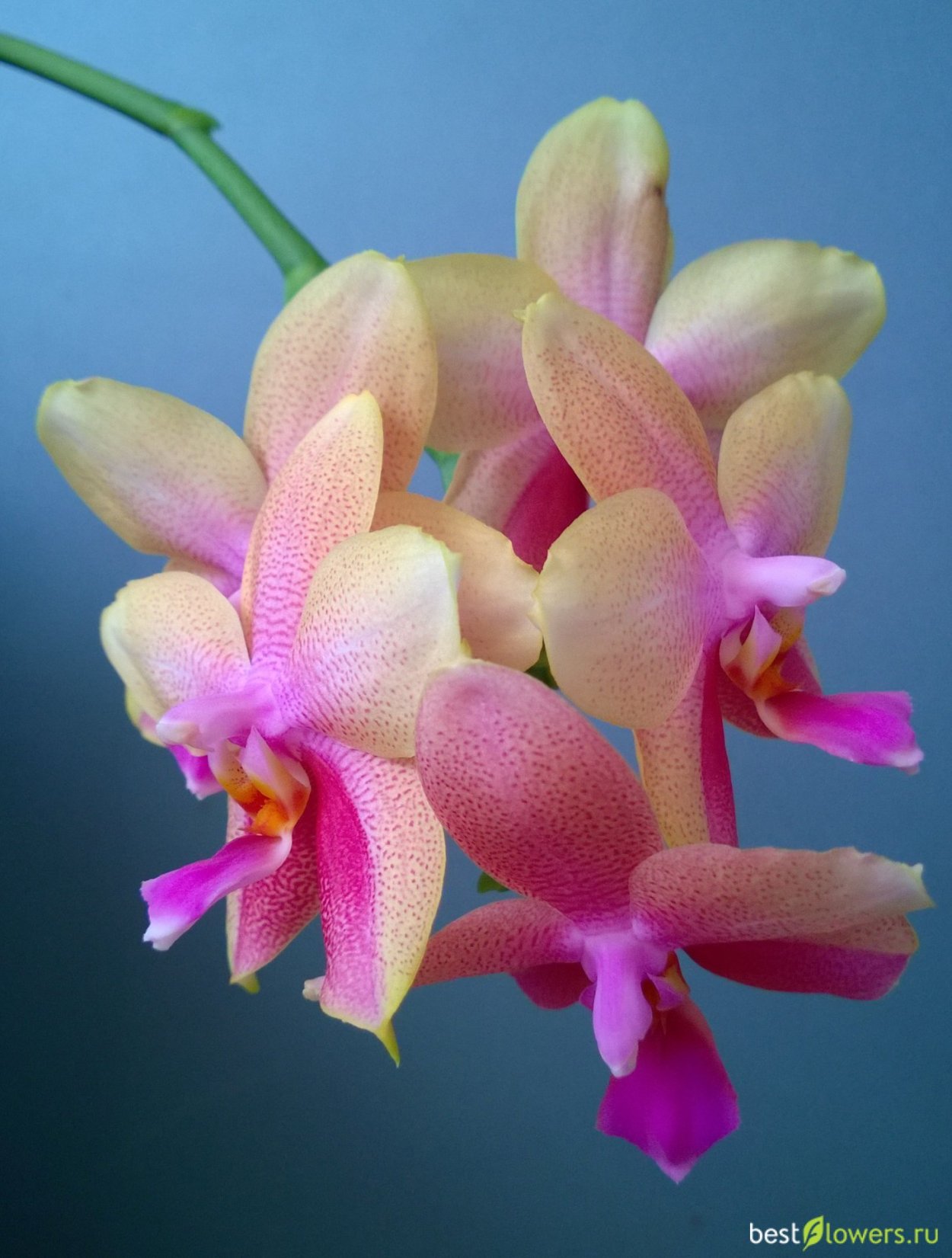 Фаленопсис Лиодоро