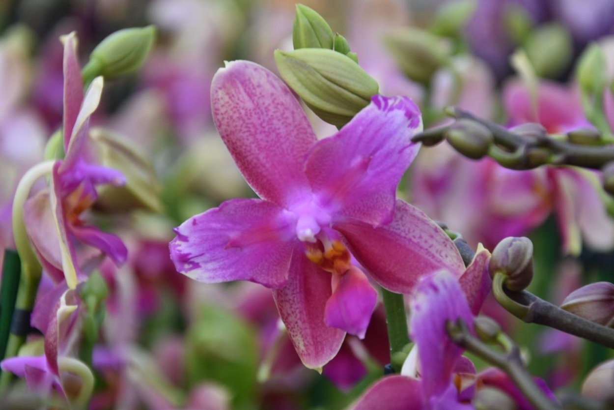 Цимбидиум Ванда