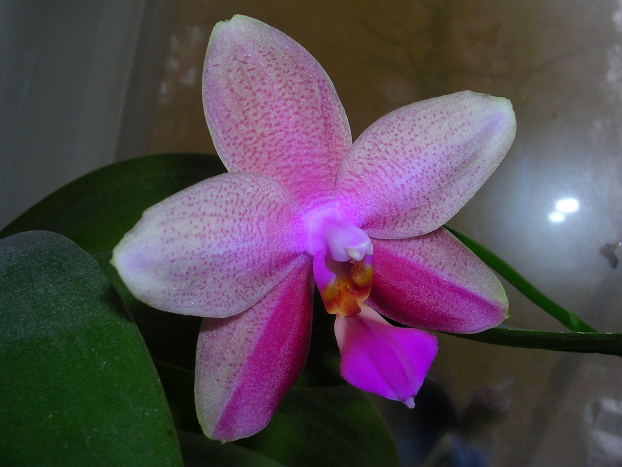 Фаленопсис Лиодоро Дафт
