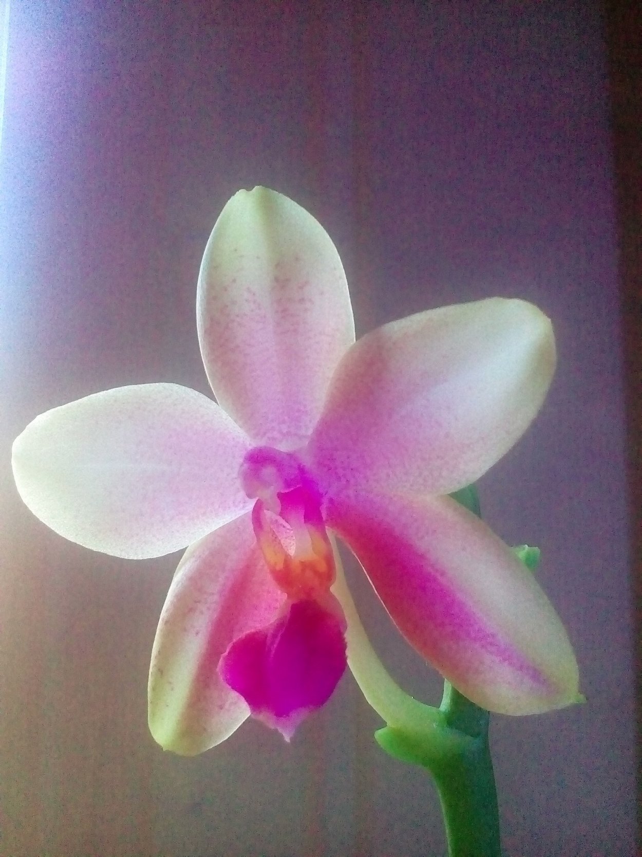 Фаленопсис Палермо бабочка