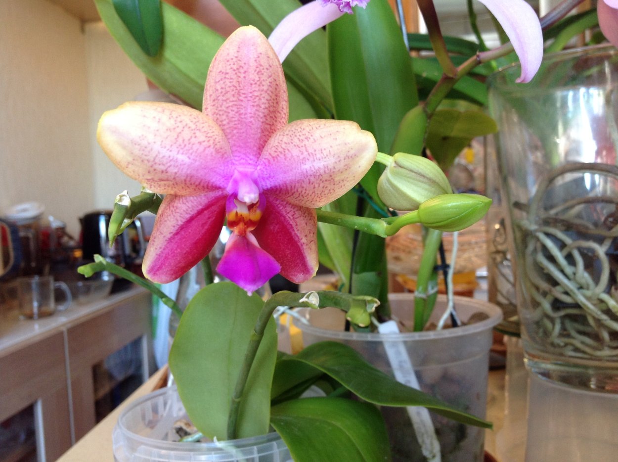 Орхидея ф. Леодоро