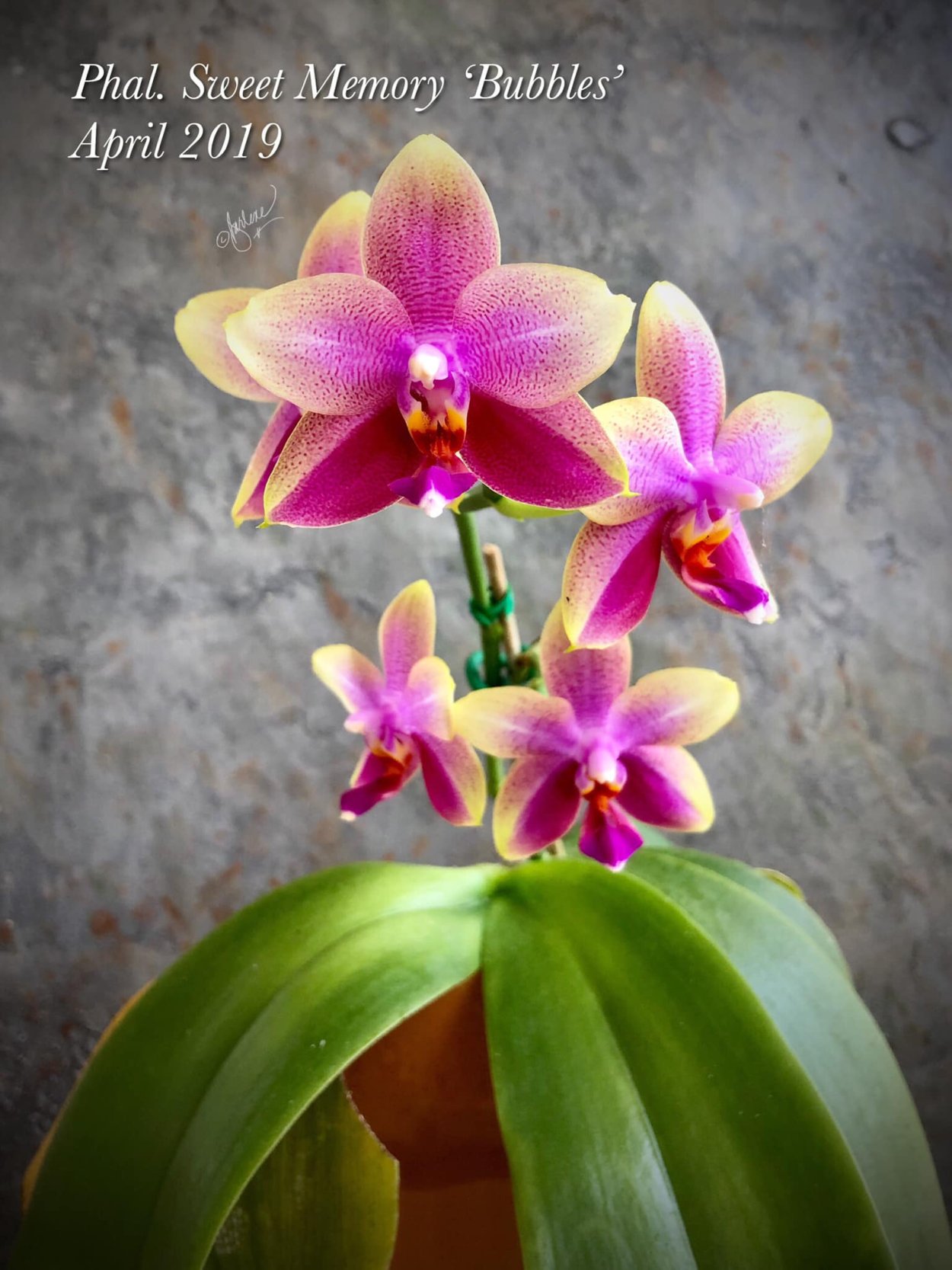 Фаленопсис Liodoro peloric