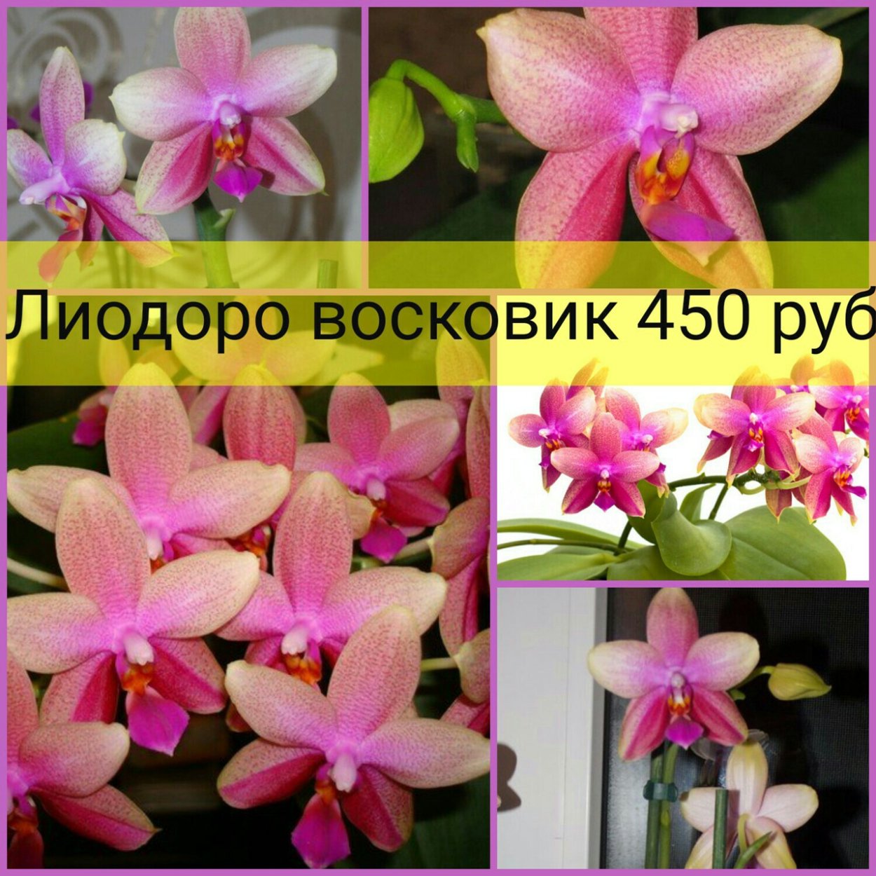 Фаленопсис Льюис