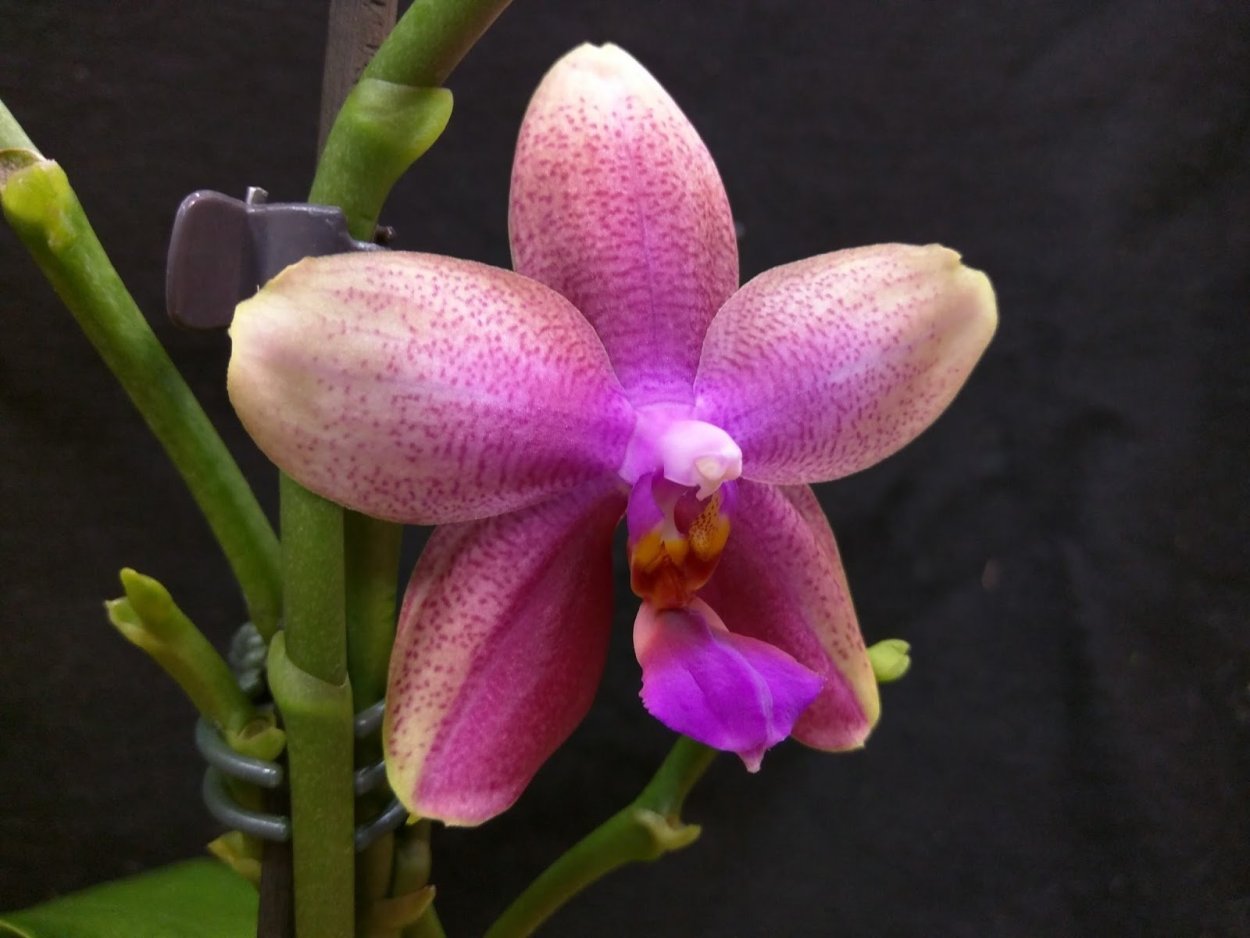 Фаленопсис Лиодоро