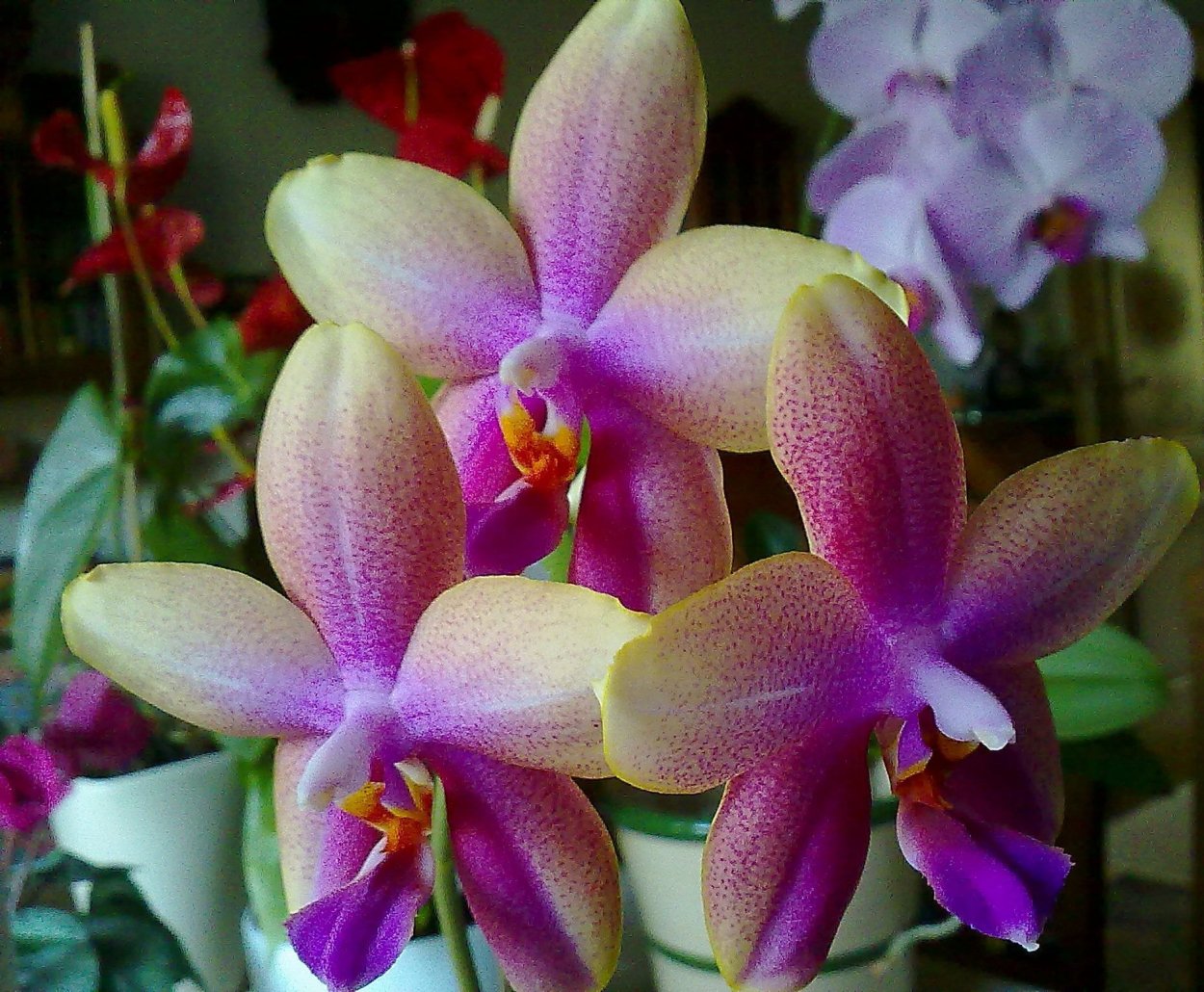 Орхидея фаленопсис Лиодоро