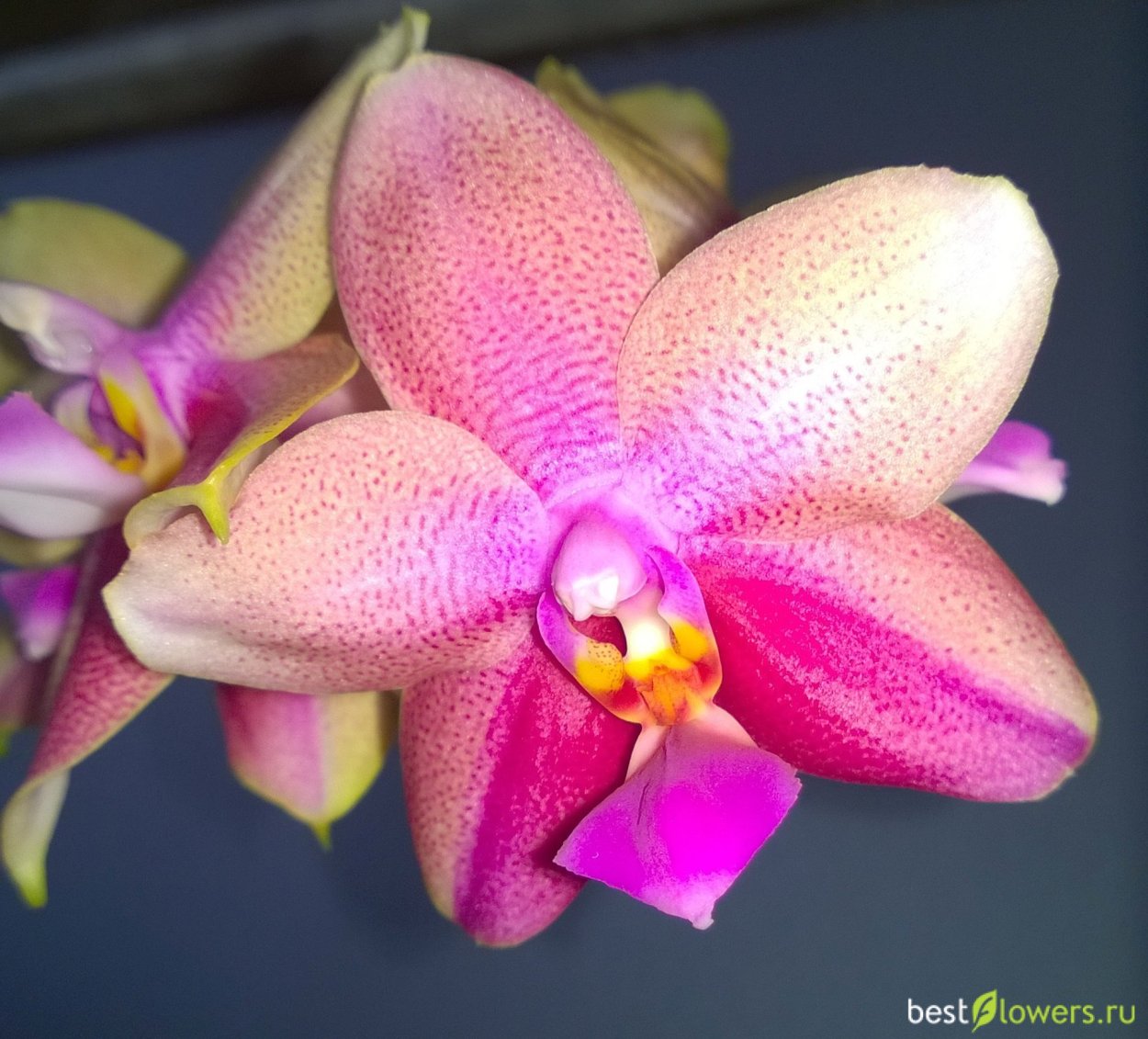 Лиодоро Орхидея ароматная