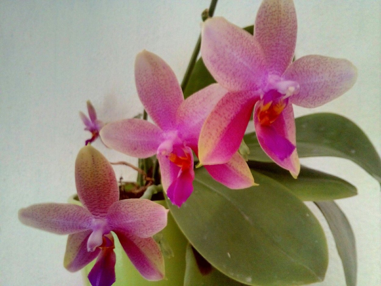Орхидея фаленопсис Лиодоро