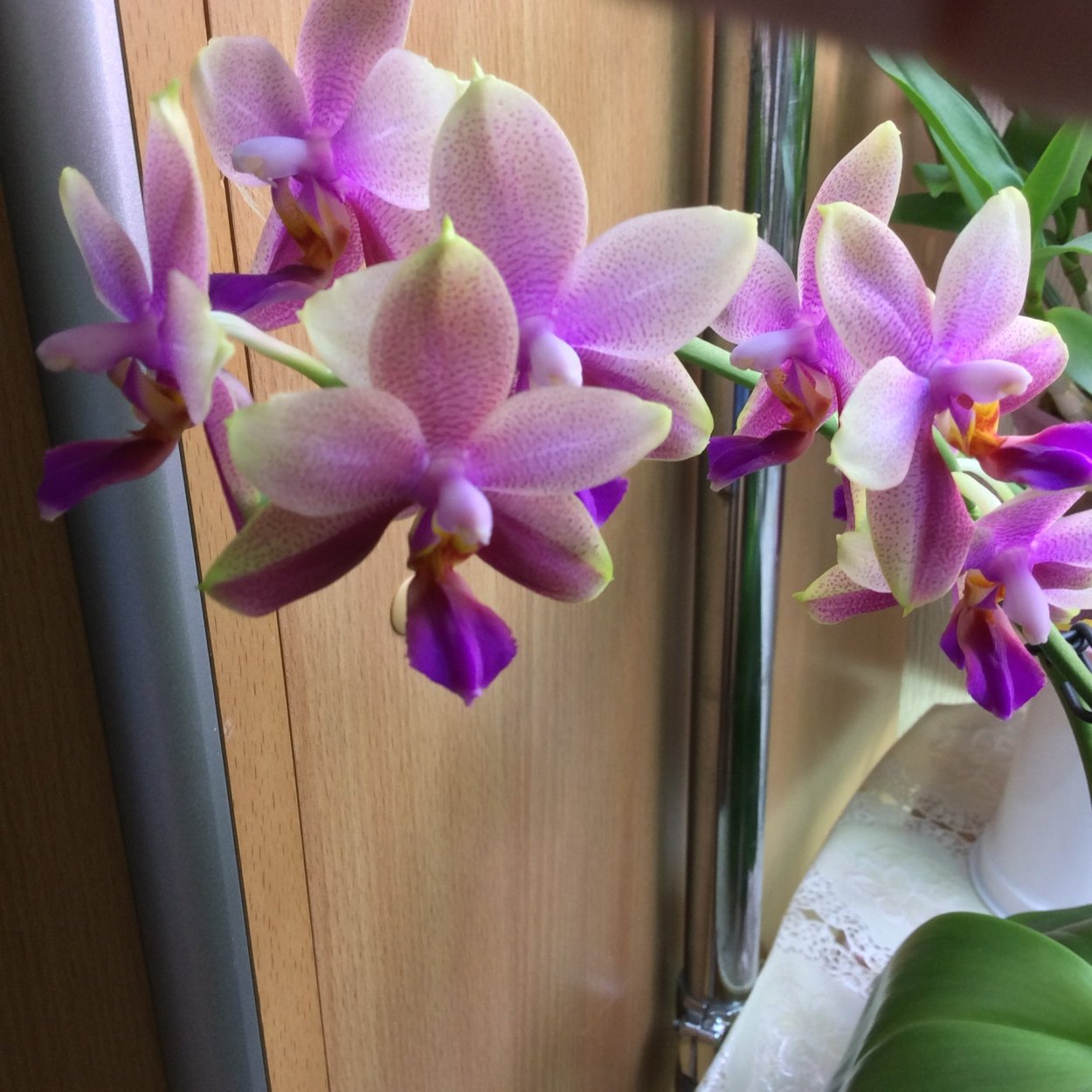 Фаленопсис мультифлора Джулия