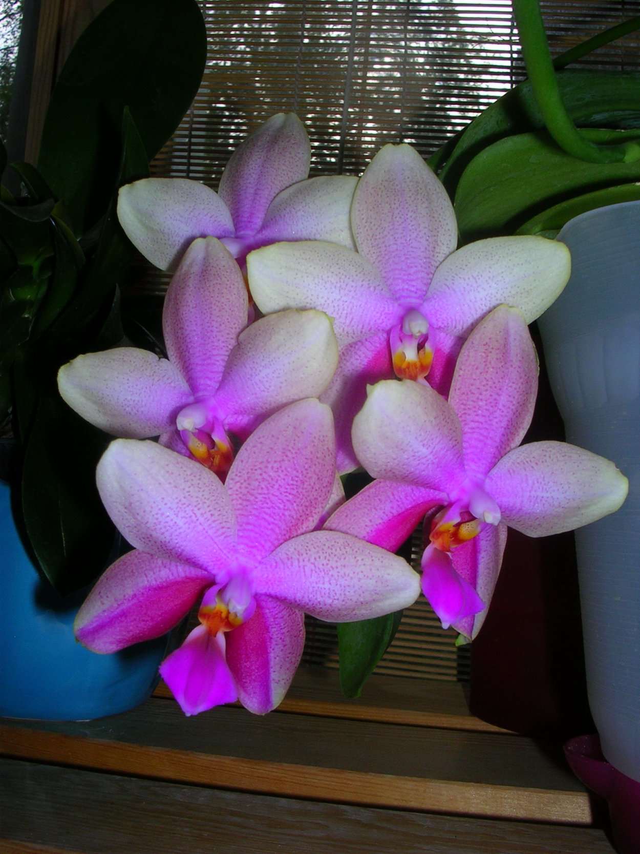 Фаленопсис Лиодоро