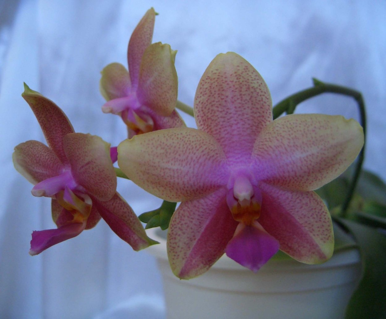 Фаленопсис Биондоро