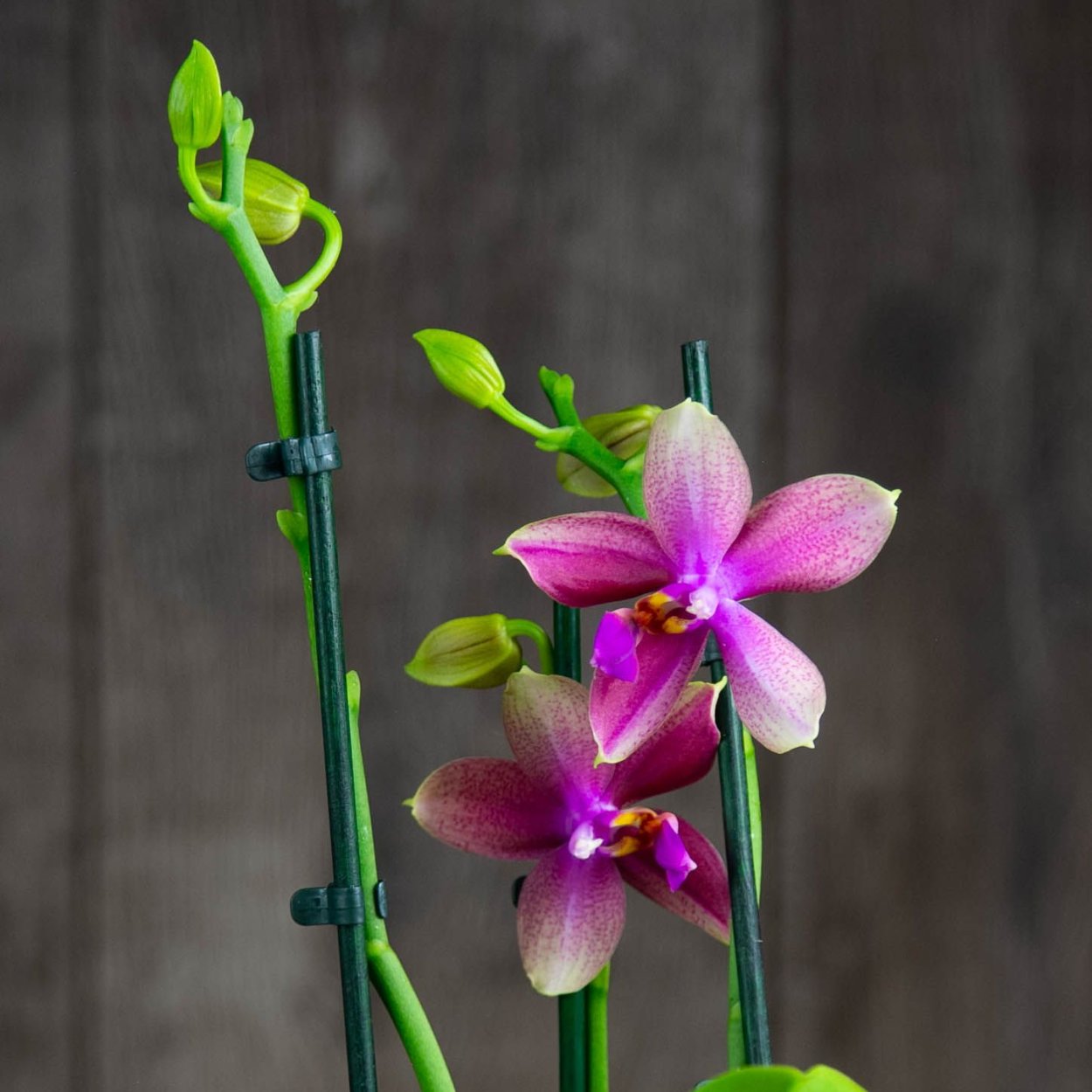 Лиодоро Орхидея купить