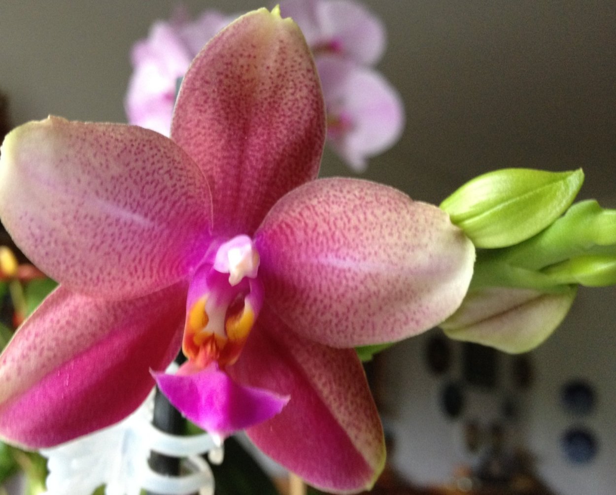 Фаленопсис Лиодоро