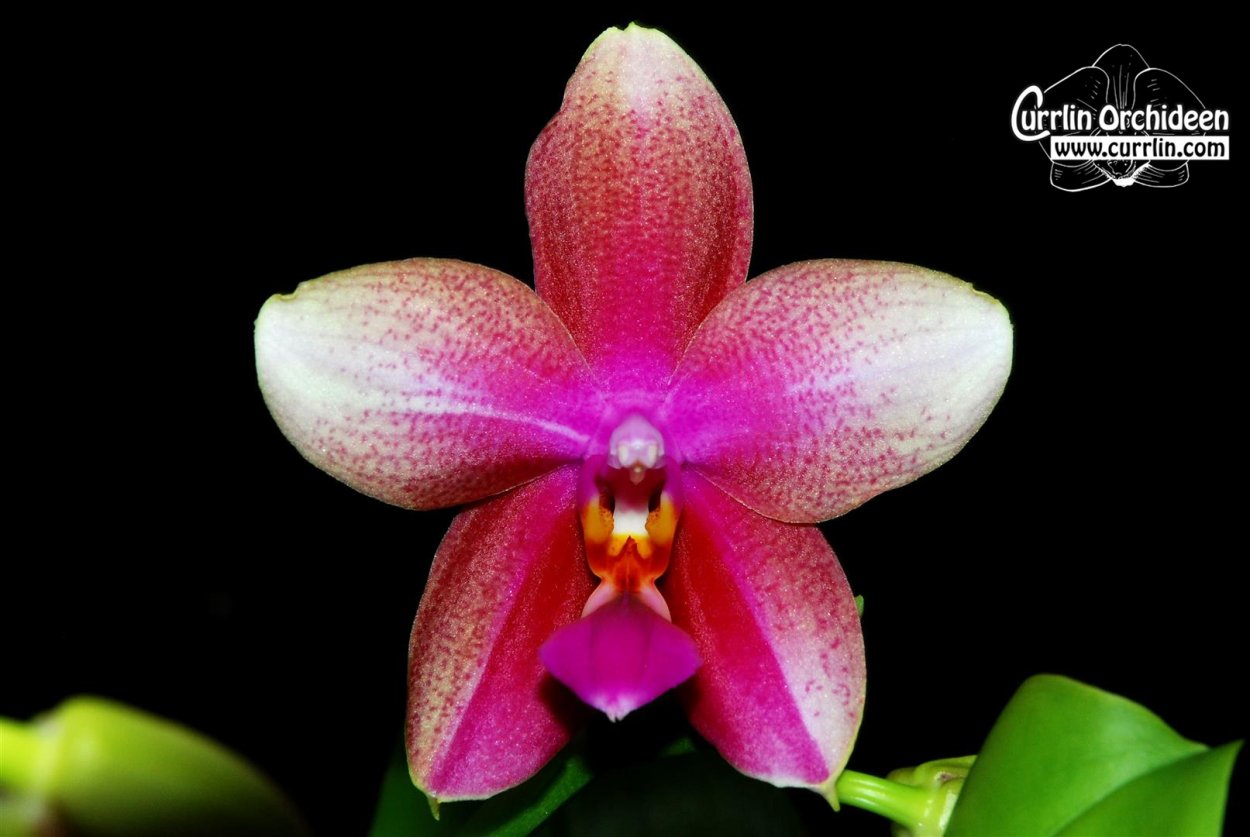 Фаленопсис Лиодоро домашнее цветение