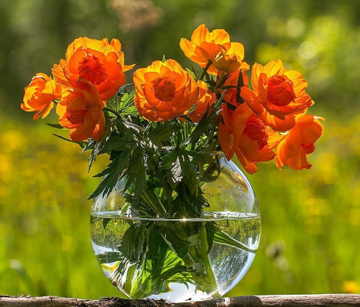 Цветы осенние последние цветут особой красотой