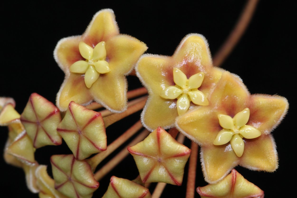 Хойя Саравак Еллоу