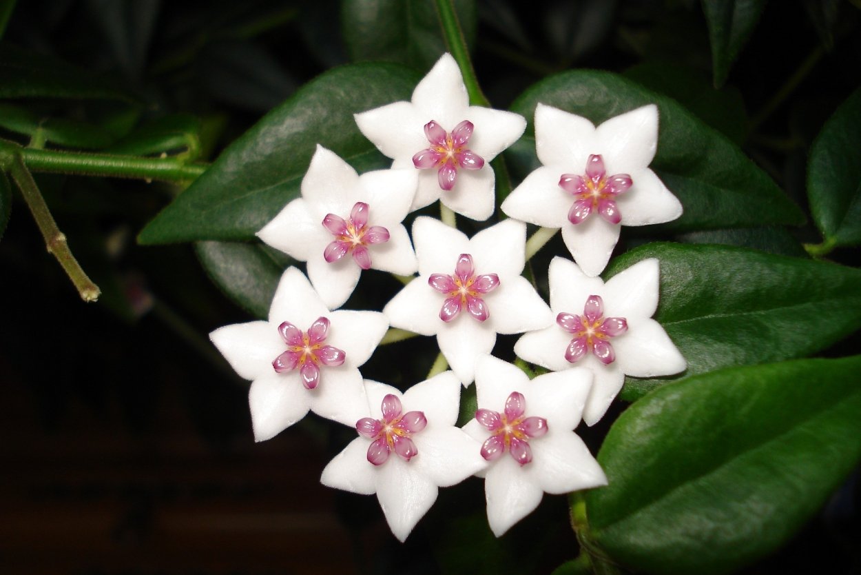 Восковой плющ Хойя Белла