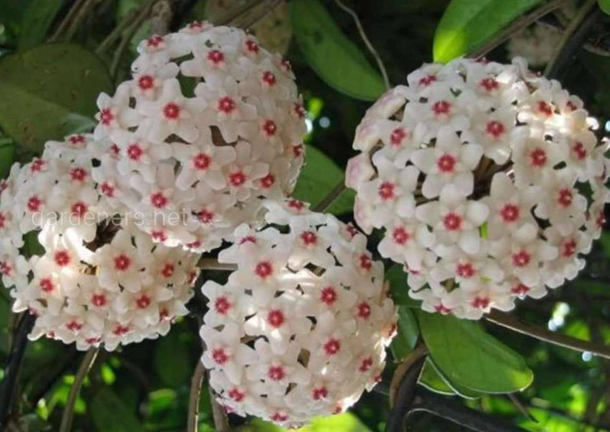 Хойя мясистая (Hoya carnosa)