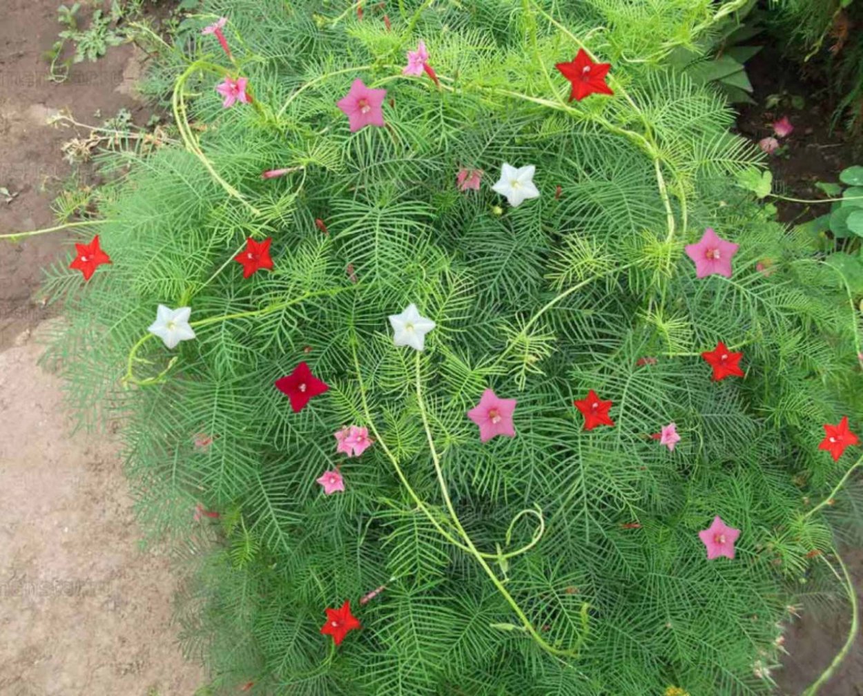 Ипомея Квамоклит