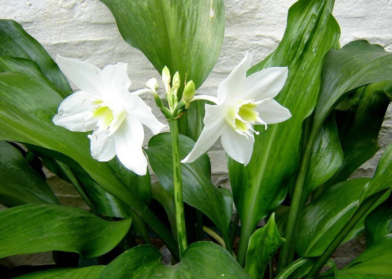 Лилия (Амазонская Лилия эухарис)