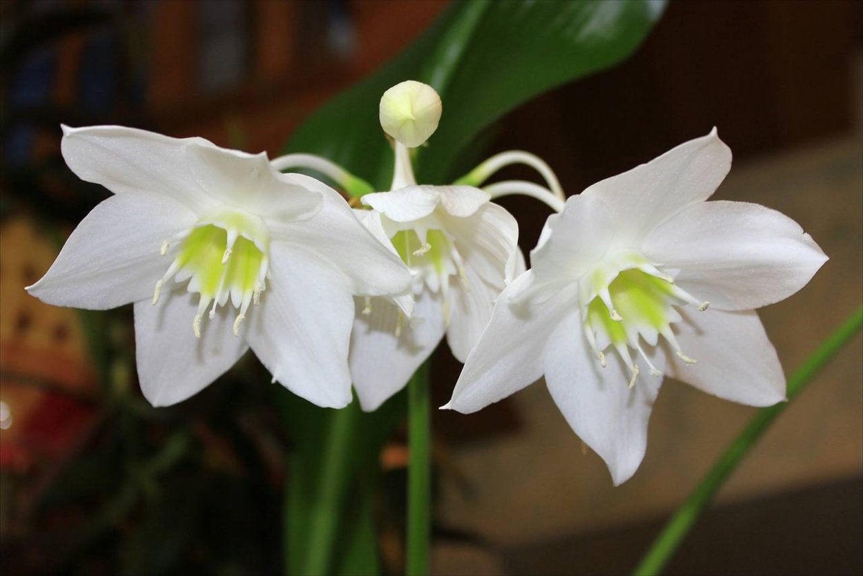 Эухарис grandiflora