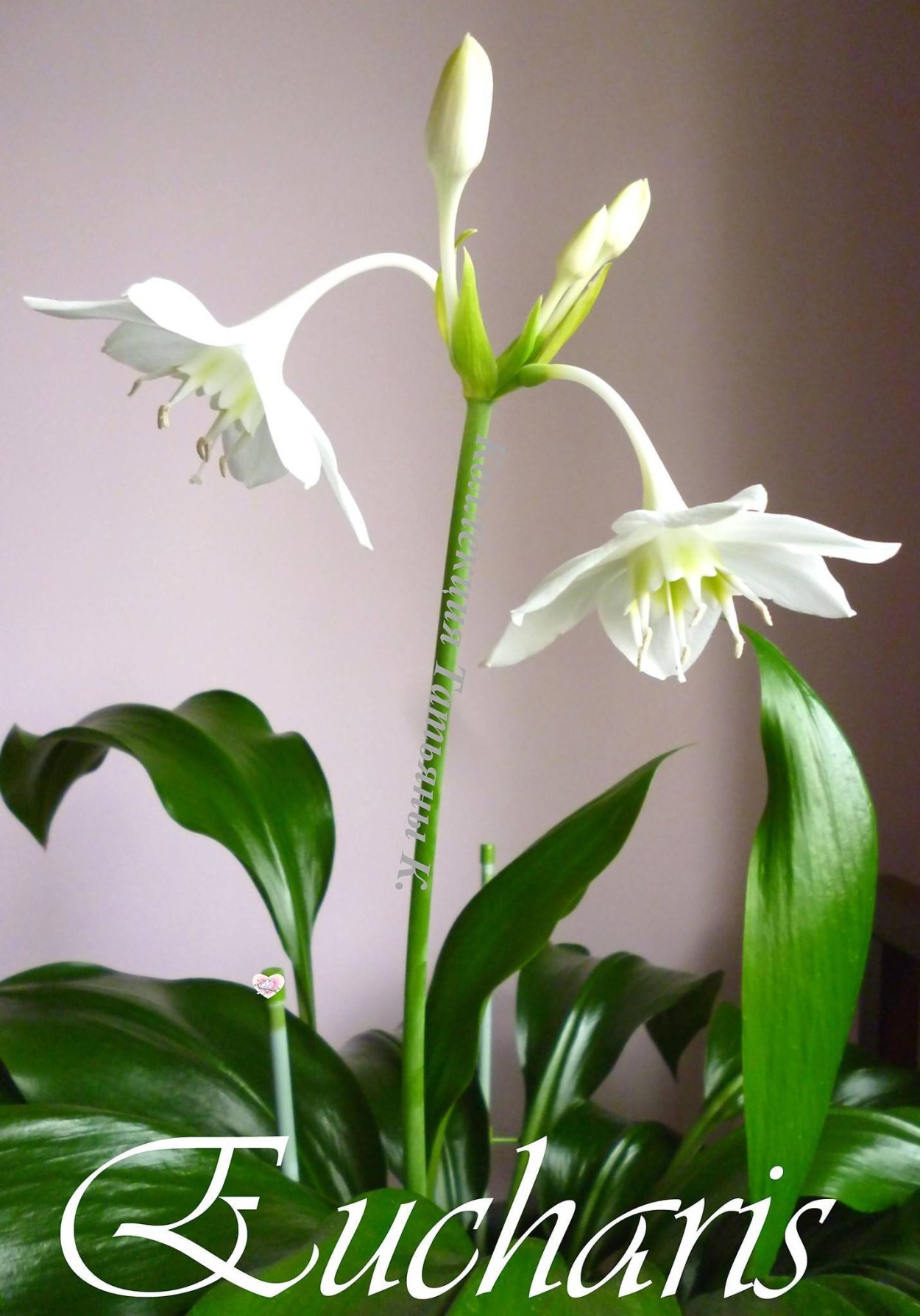 Эухарис Сандера (Eucharis sanderi)