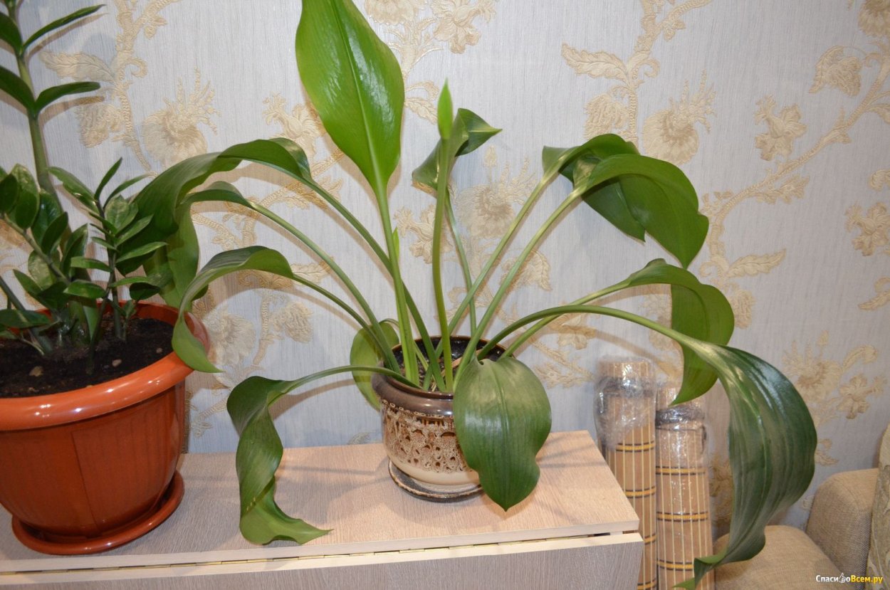Лилия (Амазонская Лилия эухарис)