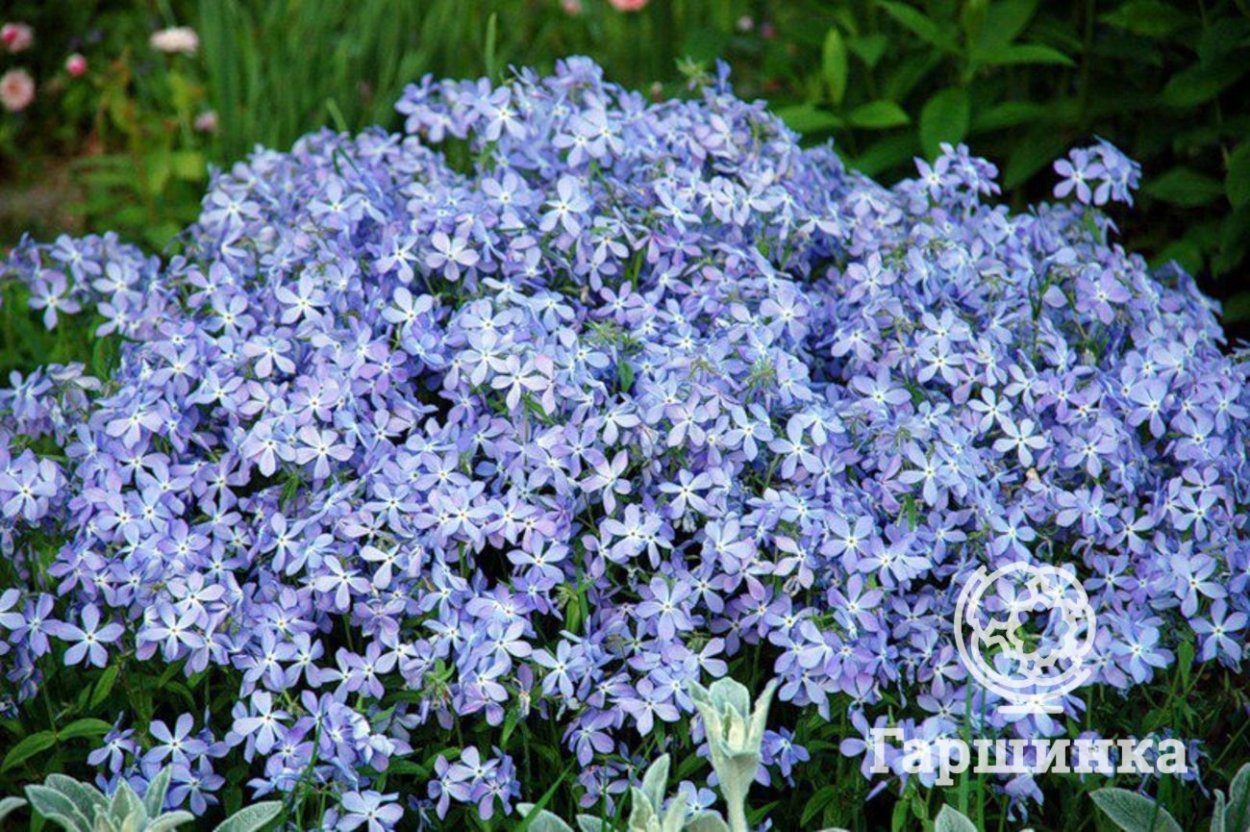 Флокс низкорослый многолетний шиловидный