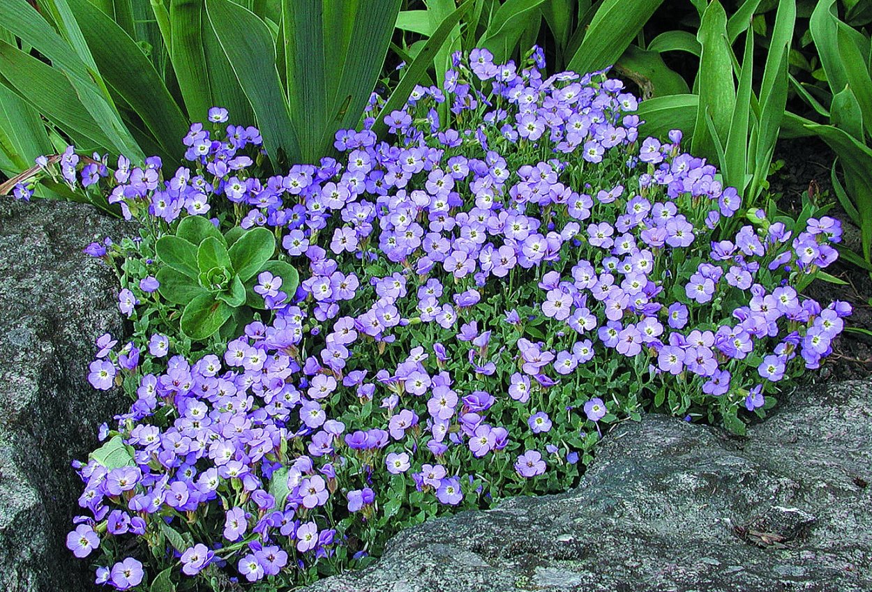 Обриета дельтовидная аубреция