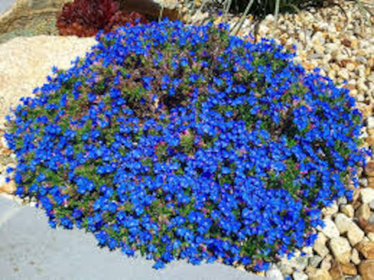 Обриета Cascade Blue