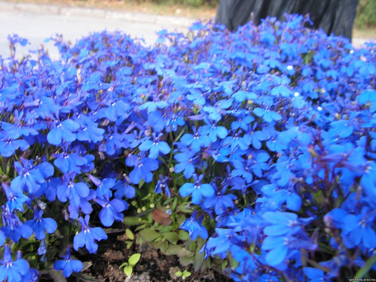 Флокс почвопокровный многолетний