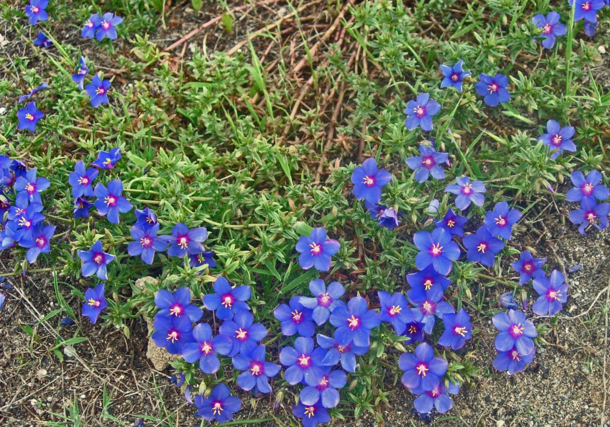 Анагаллис Монелли