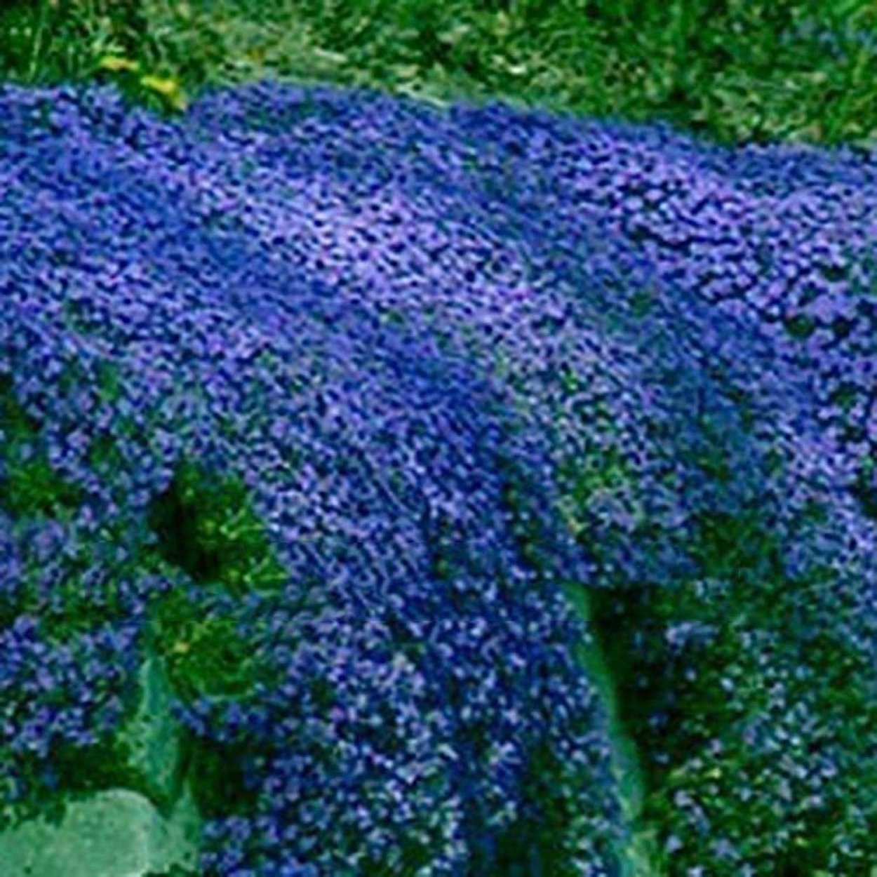 Обриета синий Каскад