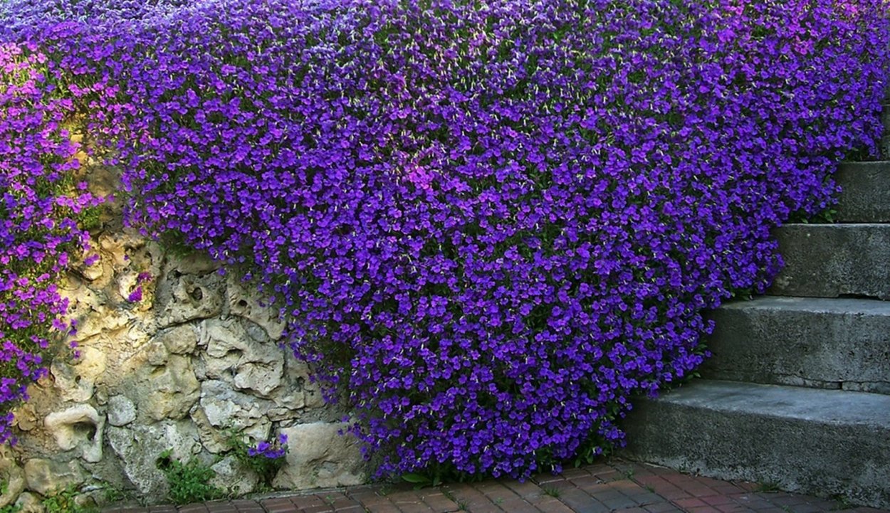 Почвопокровные растения Сочи