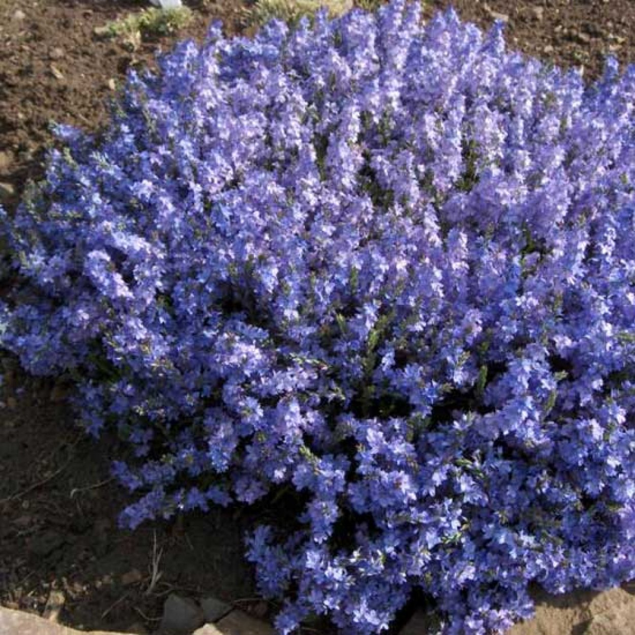 Алиссум почвопокровный многолетник