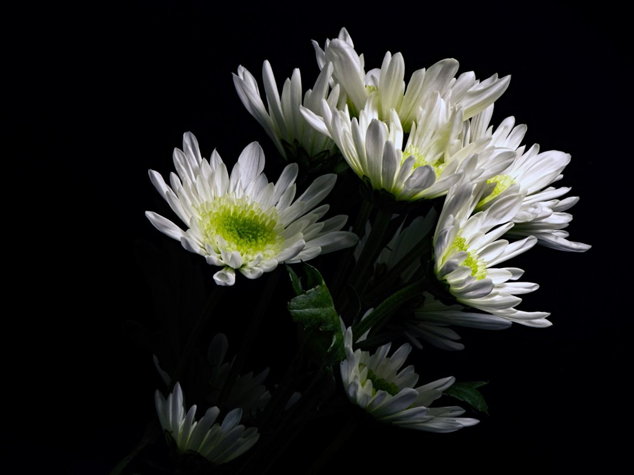 Дикая Хризантема белая